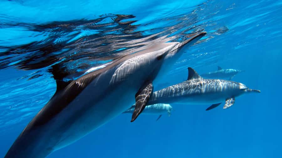 Tahiti island: 4 hours Snorkeling Tour - Dolphin watching, then straight to the lagoon
