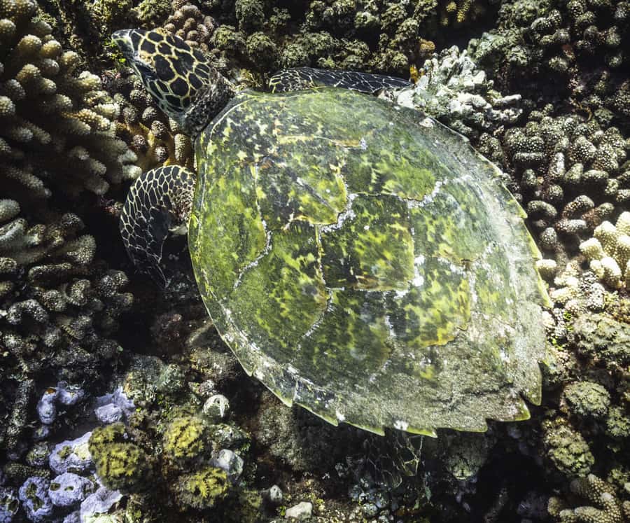 Tahiti island: 4 hours Snorkeling Tour - Sea turtles, stingrays, and the reality of animal sightings