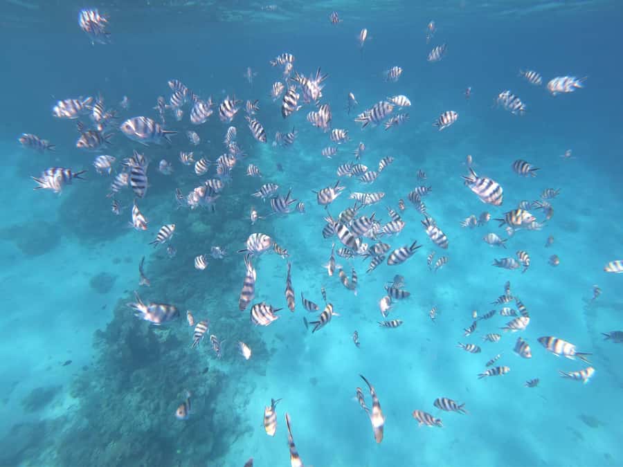 Tahiti island: 4 hours Snorkeling Tour - Food and drinks: local fruit juice and Hinano-style beer
