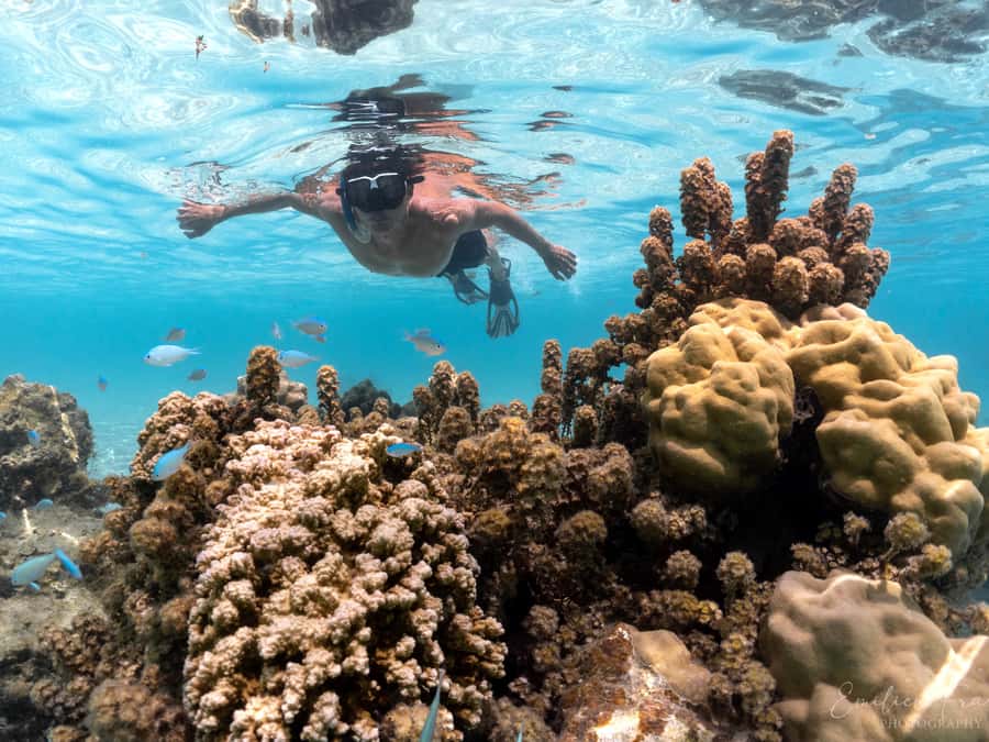 Tahiti island: 4 hours Snorkeling Tour - Weather and sea state: why your sightings can change
