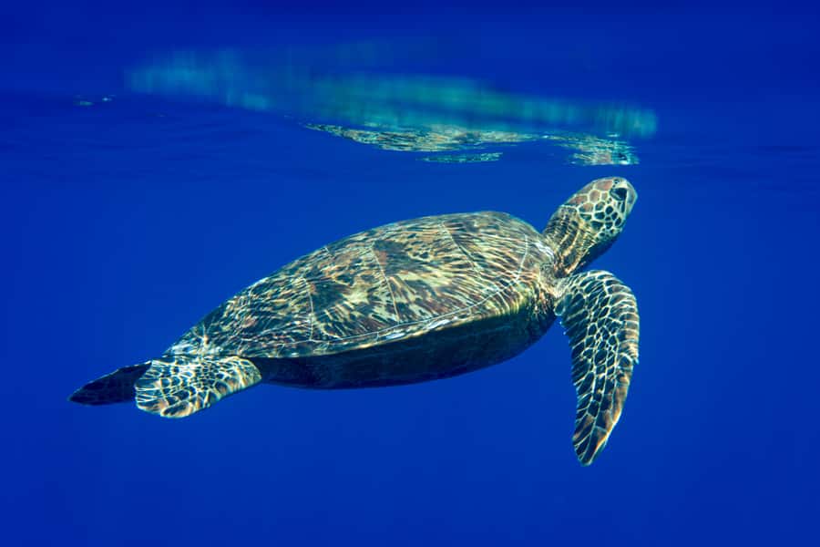Tahiti island: 5 hours Snorkeling Picnic - The stingray sandbank and your Polynesian picnic meal