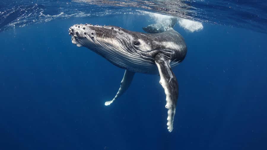 Tahiti island: Whale watching Experience - Key Things That Make This Whale Watching Tour Worth Your Time