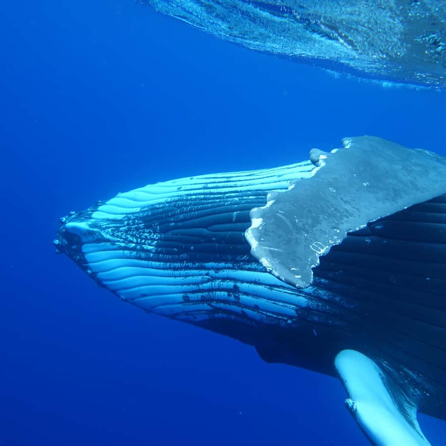 Tahiti island: Whale watching Experience - Why Tahiti’s Humpback Season Runs Only Certain Months