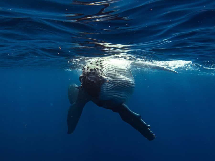 Tahiti island: Whale watching Experience - What You’ll Likely See: Humpbacks Up Close Without the Usual Chaos
