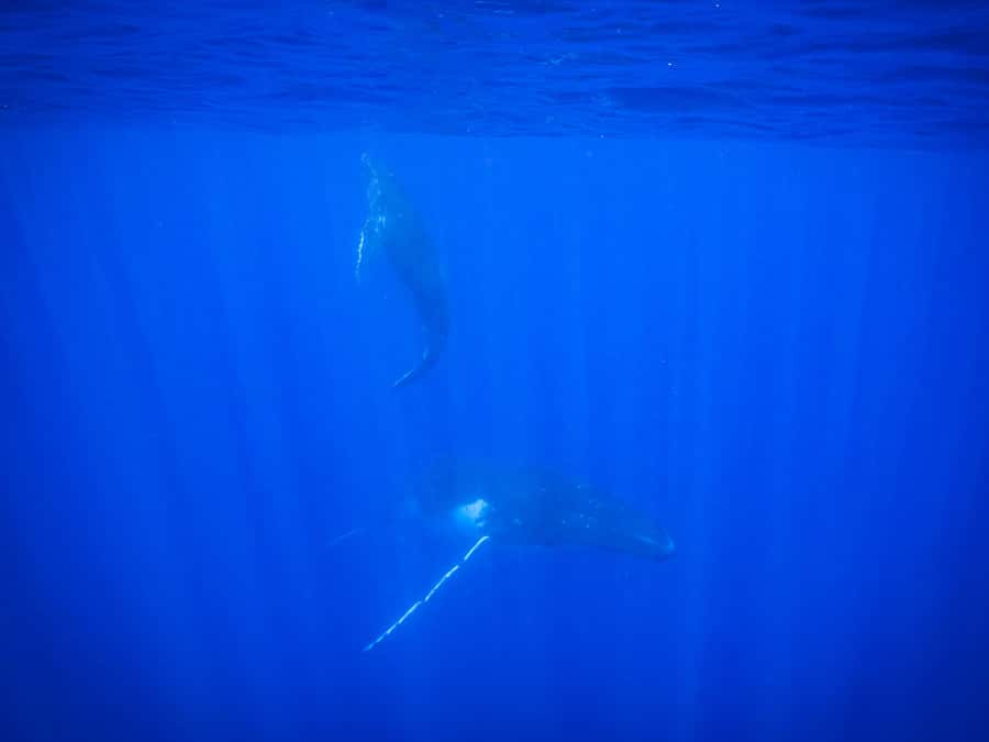 Tahiti island: Whale watching Experience - The Sea-Swim Option: Real Open-Water Swimming When Conditions Allow