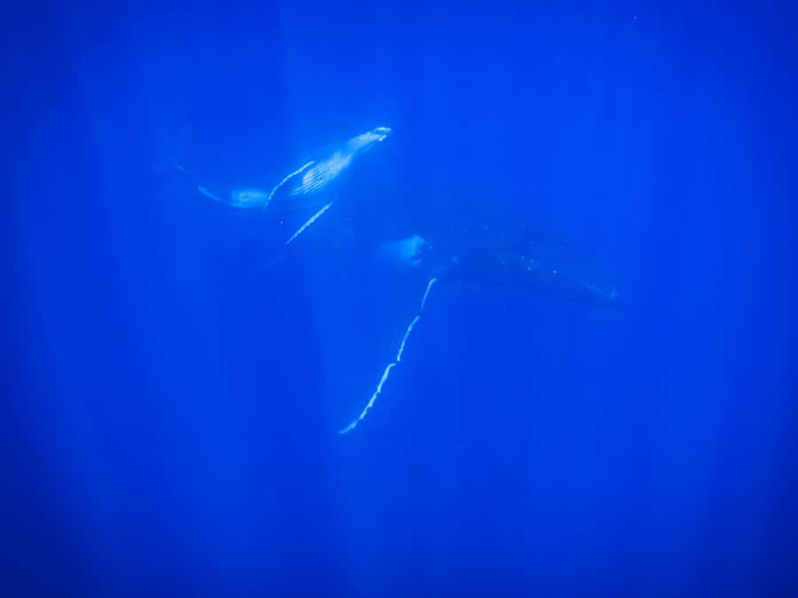 Tahiti island: Whale watching Experience - Hotel Pickup and Drop-Off: How to Avoid the Classic Tahiti Headache