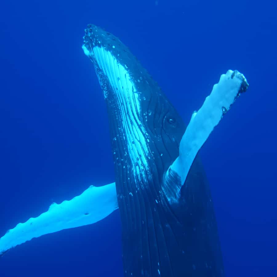 Tahiti island: Whale watching Experience - Price and Value: Is $227 for 5 Hours a Fair Deal?