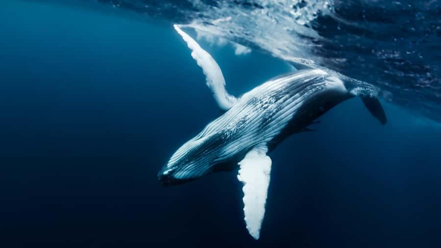 Tahiti island: Whale watching Experience - The 5-Hour Boat Plan: Longer Time On the Water, Not Just Longer Marketing