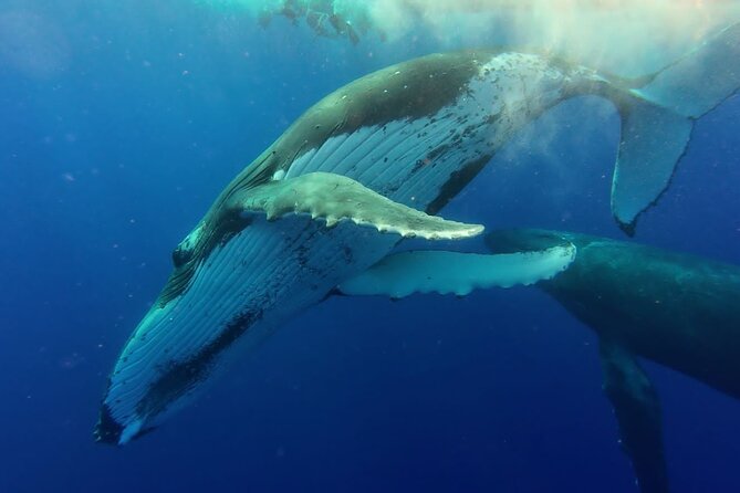 Tahiti, land of whales: a unique experience! - The Taapuna Sandbank Finale: Why That Ending Works