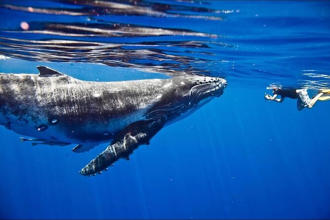 Tahiti, land of whales: a unique experience! - Who Should Book This Whale and Turtle Outing?