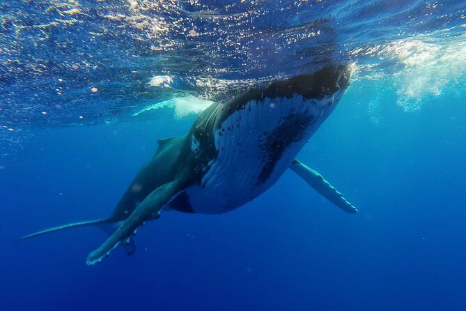 Tahiti, land of whales: a unique experience! - My Quick Call: Should You Book It?