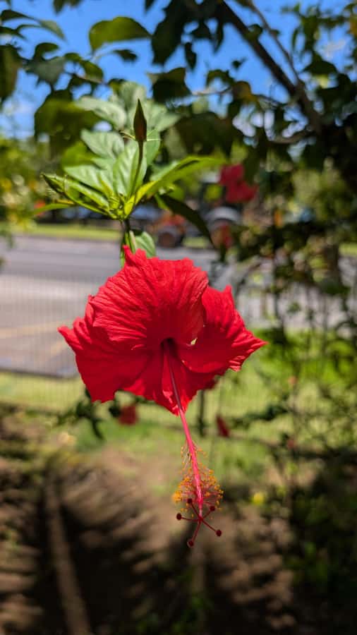 Tahiti: Northeast Coast Waterfalls&Viewpoints Half Day Tour - Point Venus: Captain Cook, the 1769 transit, and monuments