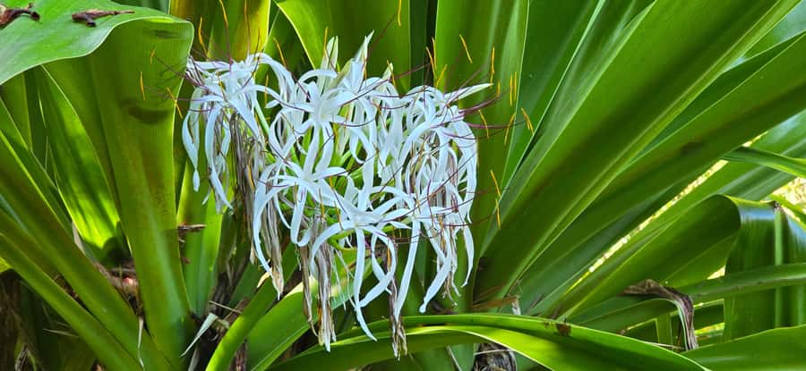 Tahiti: Private Half Day Culture and Nature Highlights Tour - Sacred Marae Arahurahu: ancient temples in a quiet green setting