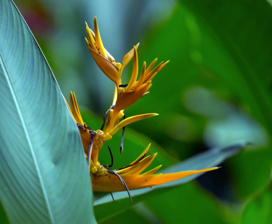 Tahiti: Private Half Day Culture and Nature Highlights Tour - Road time that actually teaches: mountains, lagoons, and changing color
