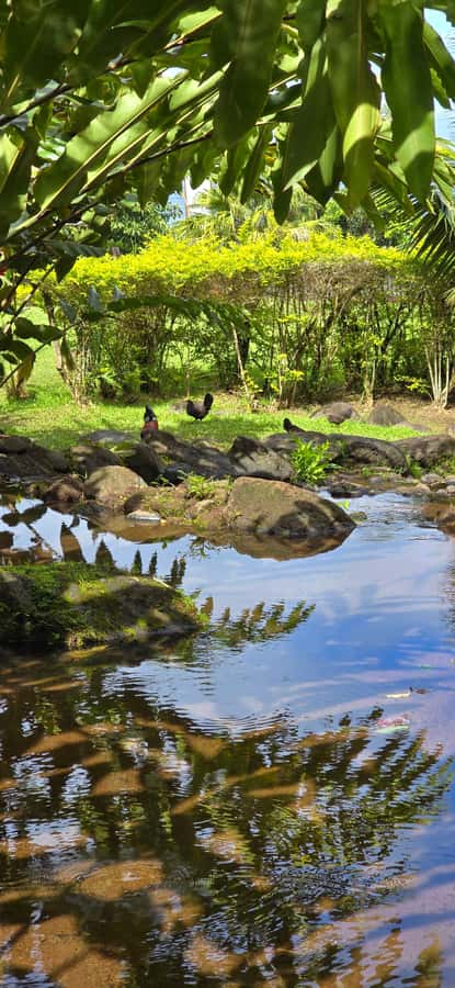 Tahiti: Private Half Day Culture and Nature Highlights Tour - Faarumai Waterfall: the payoff at the end of a valley walk