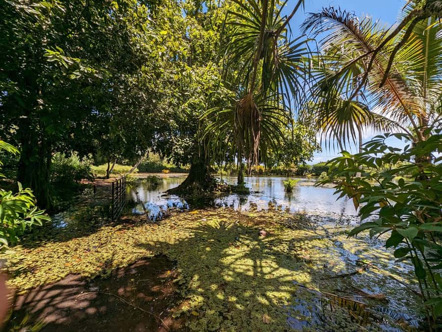 Tahiti Private Half Day Tour. Nature, history and culture - Key Stops and Why They Matter