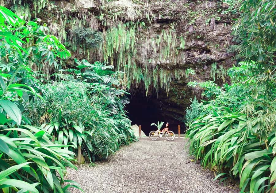 Tahiti Private Half Day Tour. Nature, history and culture - Vaipahi Water Gardens: Easy Walking, Plant Stories, Calm Shade