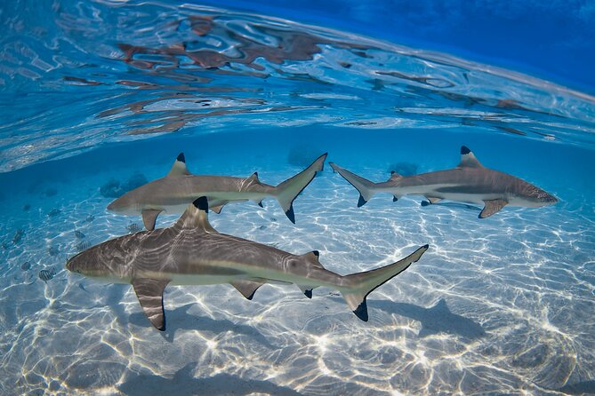 The Vanilla tour of Taha'a in a comfortable outrigger canoe - Jardin de Corail snorkeling: why the Coral Garden is the star stop