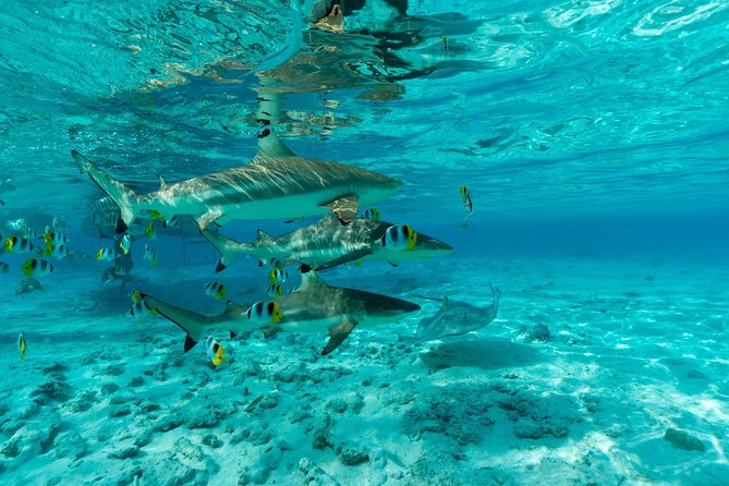 Toa Boat Bora Bora Private Lagoon tour On Ambassador Boat - How the guide story-telling shapes your snorkeling day