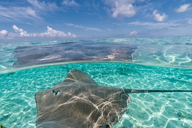 Toa Boat Bora Bora Private Lagoon tour On Majestic Pontoon Boat - Should You Book Toa Boat Bora Bora Private Lagoon?