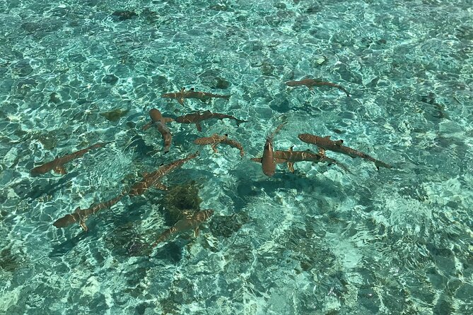 Toa Boat Bora Bora Private Lagoon tour with Lunch on Entertainer Bar Boat - The barbecue lunch setup: grilled skewers plus drinks on board