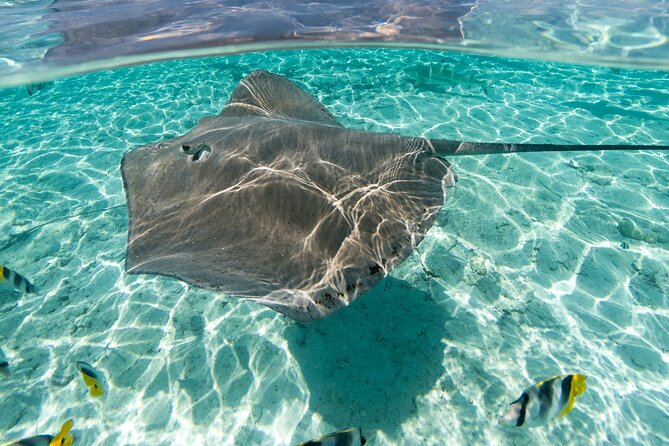 Toa Boat Bora Bora Private Lagoon tour with Lunch On Majestic Pontoon Boat - To the towed buoy or keep it calm