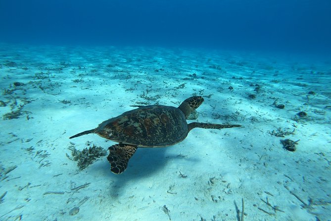 Tohora Bora Bora Snorkeling Lagoon Tours - Key Things to Know Before You Go