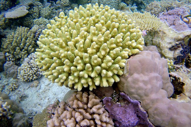 Tohora Bora Bora Snorkeling Lagoon Tours - Tohora Bora Bora Snorkeling: the feel of snorkeling in Bora Bora’s lagoon