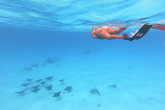 Tohora Bora Bora Snorkeling Lagoon Tours - What you can see: manta rays, stingrays, blacktip sharks, and coral
