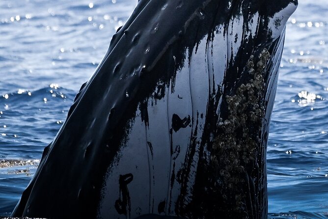 Watch and Swim with Humpback Whales in Moorea - Key things I’d zero in on