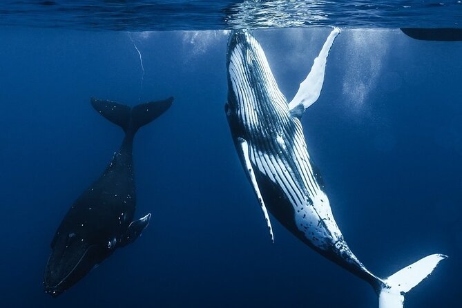 Watch and Swim with Humpback Whales in Moorea - Moorea whale time, packed into a half-day plan