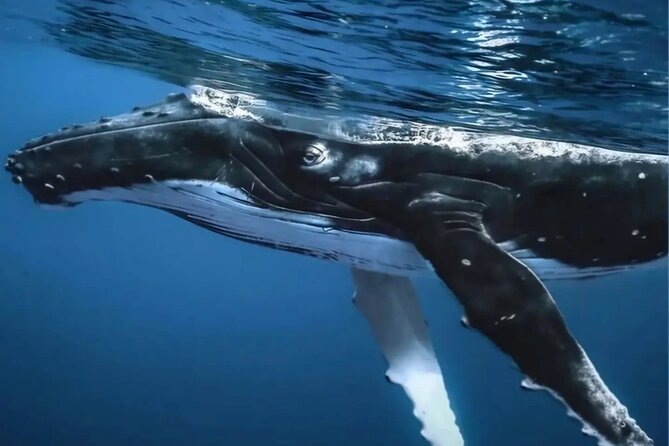 Watch and Swim with Humpback Whales in Moorea - Value check: what you’re paying for in Moorea