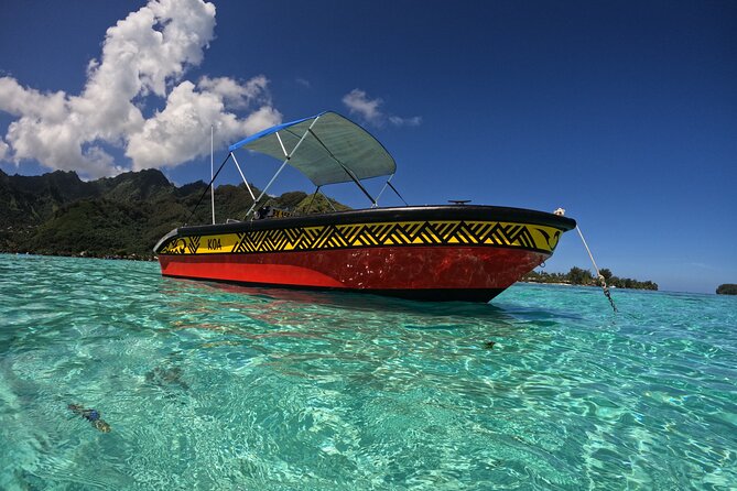 Watch and Swim with Humpback Whales in Moorea - What to bring (since towel and sunscreen are on you)