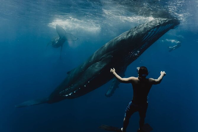 Whale Tour - Observe and swim with whales - Key highlights worth knowing before you go