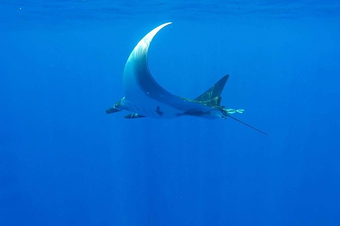 Whale Tour - Observe and swim with whales - Stop 1 at sea: humpbacks, dolphins, and sharks with safe spacing