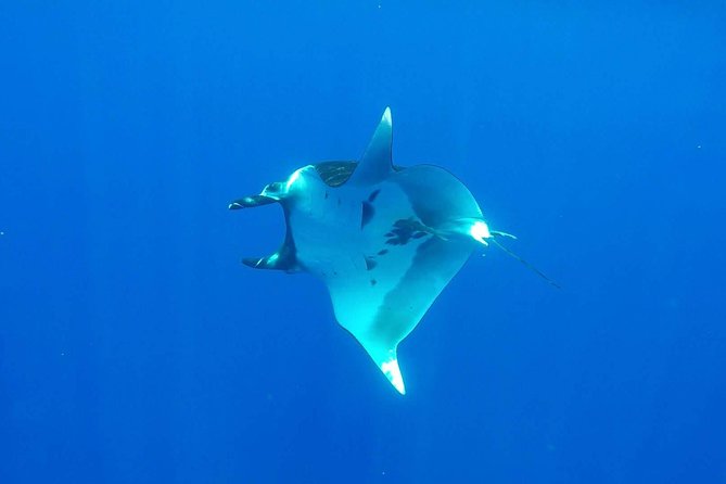Whale Tour - Observe and swim with whales - Snorkel kit, dry comfort, and what to bring for the open ocean
