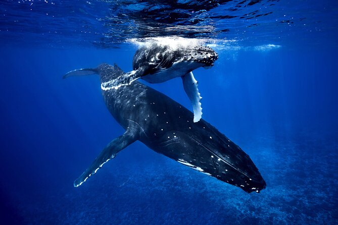 WHALE TOUR - Watching and Swimming with Whales - Quick hits before you go