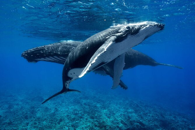WHALE TOUR - Watching and Swimming with Whales - Why Moorea is such a strong place for humpback whale swims