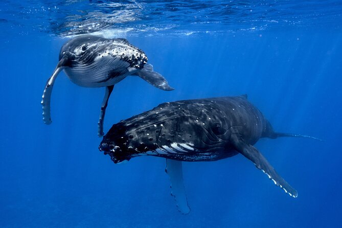 WHALE TOUR - Watching and Swimming with Whales - How the guide decides when the launch happens