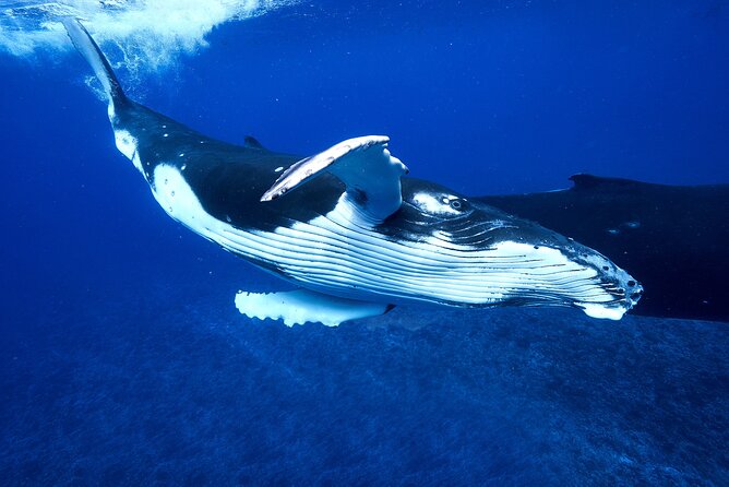 WHALE TOUR - Watching and Swimming with Whales - What swimming time is like when humpbacks get close