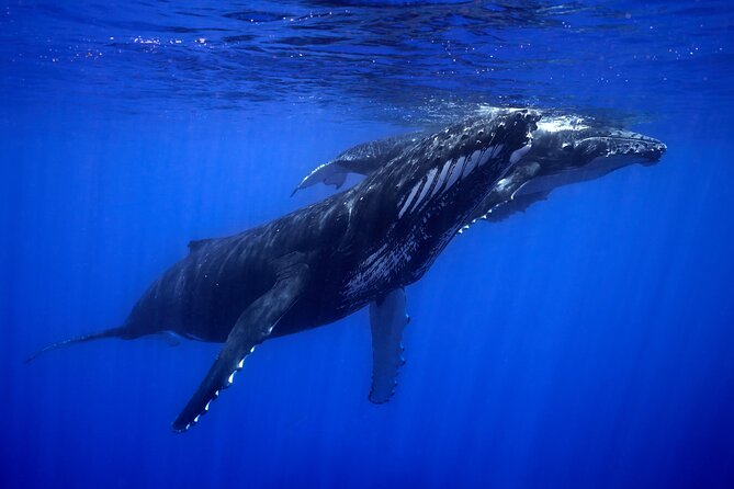 WHALE TOUR - Watching and Swimming with Whales - Safety and respect: the rules that make the experience work