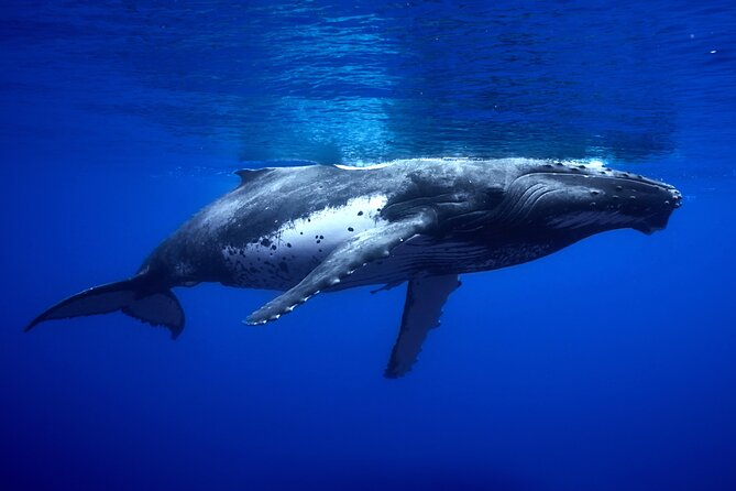 WHALE TOUR - Watching and Swimming with Whales - The open-air boat factor, and how to prepare for comfort