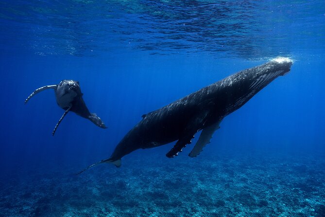 WHALE TOUR - Watching and Swimming with Whales - Price and value: is $327.95 fair for a whale swim in Moorea?