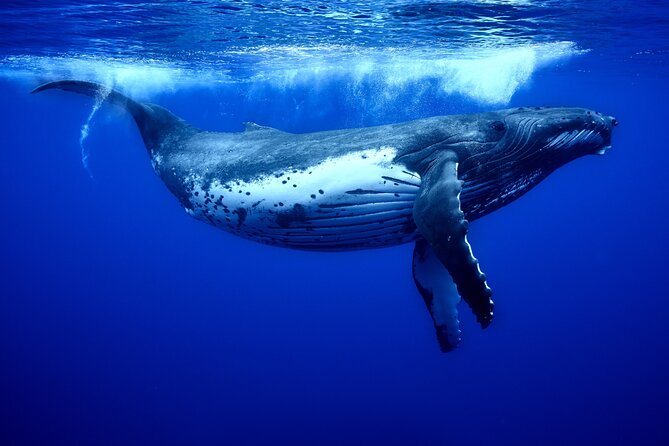 WHALE TOUR - Watching and Swimming with Whales - Who should book this whale tour, and who should skip it