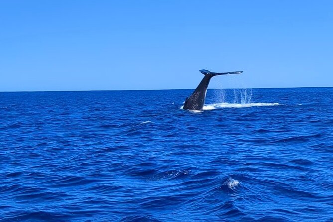 Whale watching 6 people half day - Key things that make this Moorea whale tour worth it
