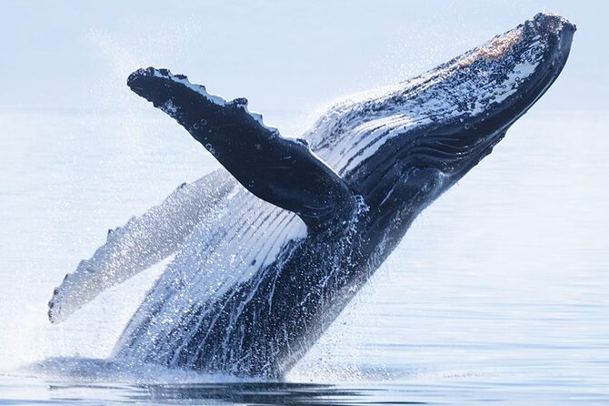 Whale watching 6 people half day - Meeting at Moorea Marina and making the most of a half day