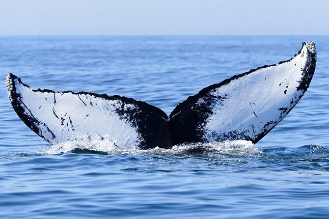 Whale watching 6 people half day - What else you might spot besides humpbacks