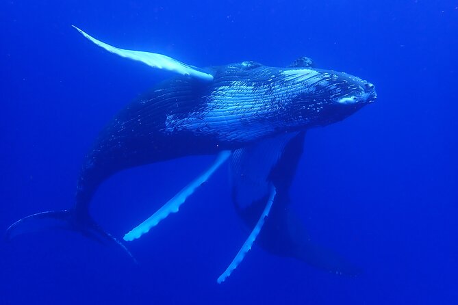Whale watching 6 people half day - Guides you can trust: safety briefings, gentle pacing, and real patience