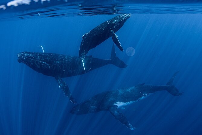 Whale Watching Activity - Key highlights you should know