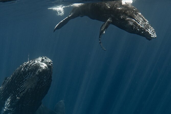Whale Watching Activity - In-water humpback swim: what 6 people max in the water changes